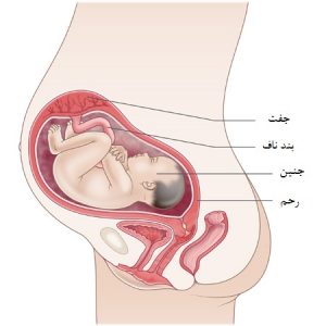وضعیت جنین در شکم مادر