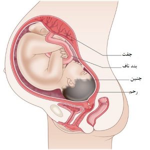وضعیت مادر و جنین در هفته چهلم