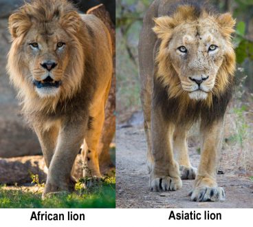 asian african lion 2