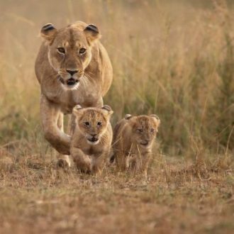 lion cub mother1