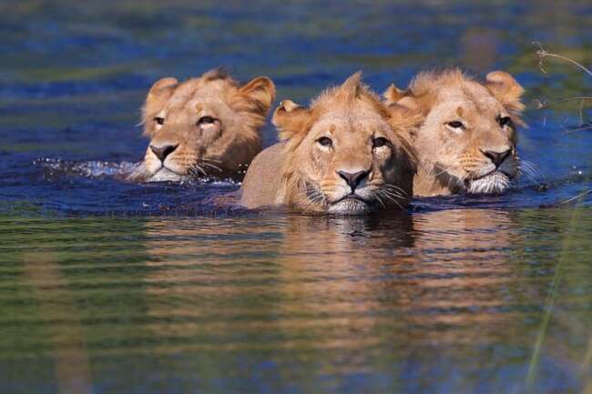 lion swiming