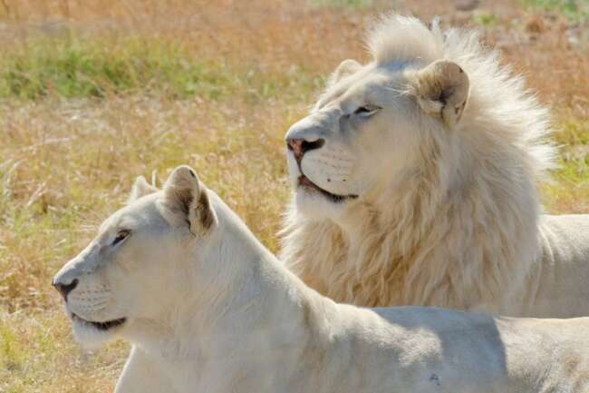 lion white1