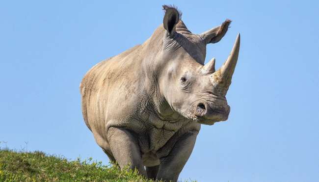 rhino 1