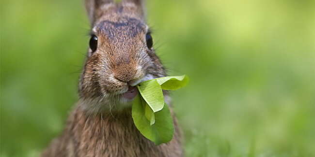 رژیم غذایی خرگوش ها
