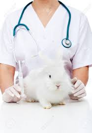 دنیای خرگوش ها قسمت چهارم - پذیرش و آمیزش در خرگوش‌ها