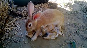 پذیرش و آمیزش در خرگوش‌ ها