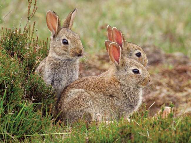 بچه خرگوش‌ ها - دنیای خرگوش ها قسمت پنجم