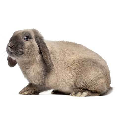 کوتوله‌ی هوتوت - دنیای خرگوش ها قسمت هشتم - نژادهای خرگوش