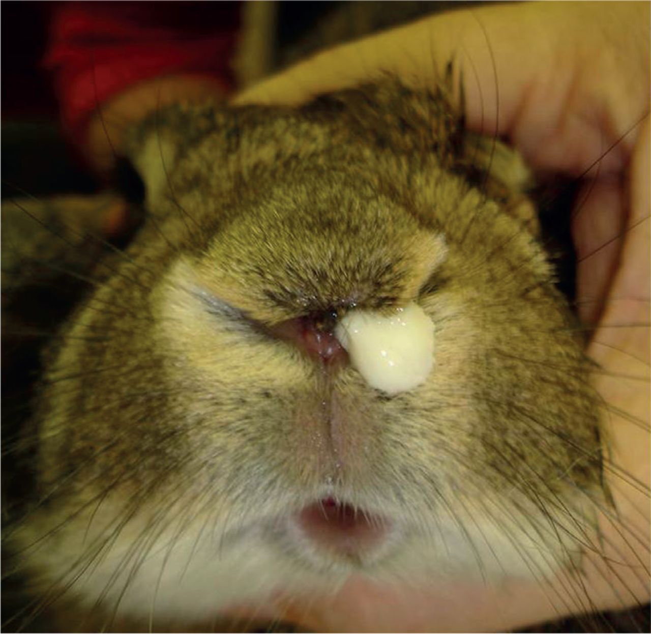 دنیای خرگوش ها قسمت هفتم - بیماری های خرگوش