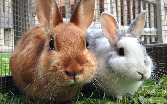 دنیای خرگوش ها - فیزیولوژی خرگوش ها - درباره خرگوش ها -