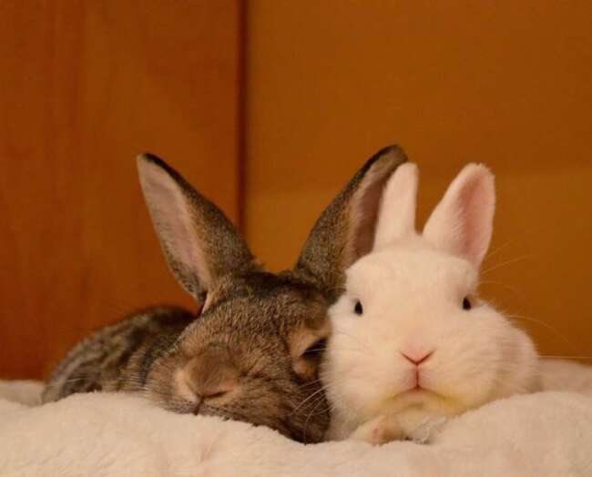 پذیرش و آمیزش در خرگوش‌ ها - دنیای خرگوش ها قسمت چهارم - زایش خرگوش - بلوغ جنسی خرگوش ها