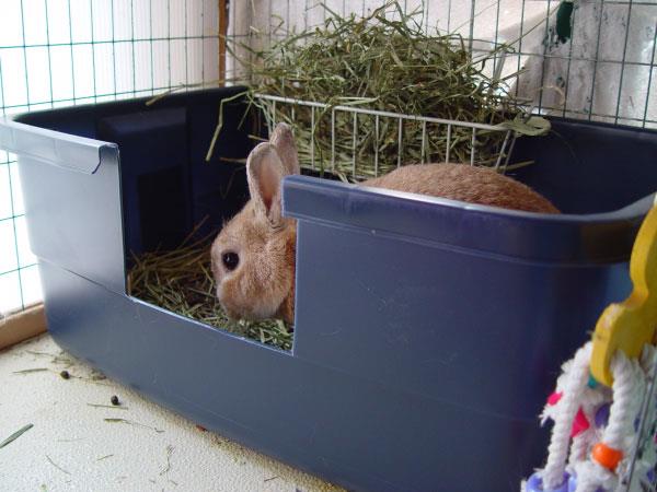 دنیای خرگوش‌ ها قسمت سیزدهم - مراقبت و نگهداری خرگوش - نگهداری و مراقبت خرگوش