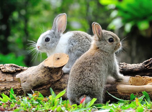 بچه خرگوش ها - دنیای خرگوش ها قسمت پنجم - درباره بچه خرگوش ها