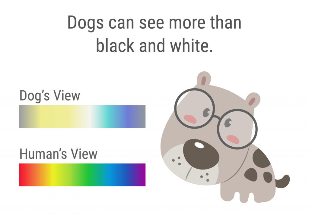 سگ‌ها قادر به تشخیص رنگ هستند