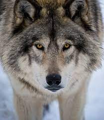 9 wolf1