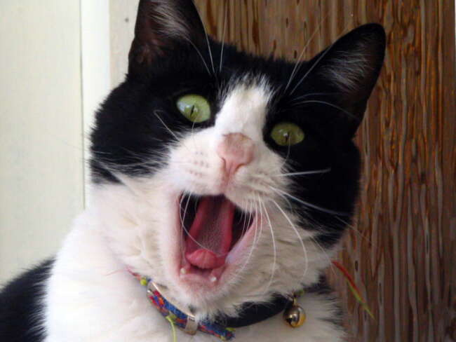 yawn cat1
