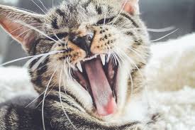 yawn cat2