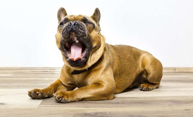 yawn dog4