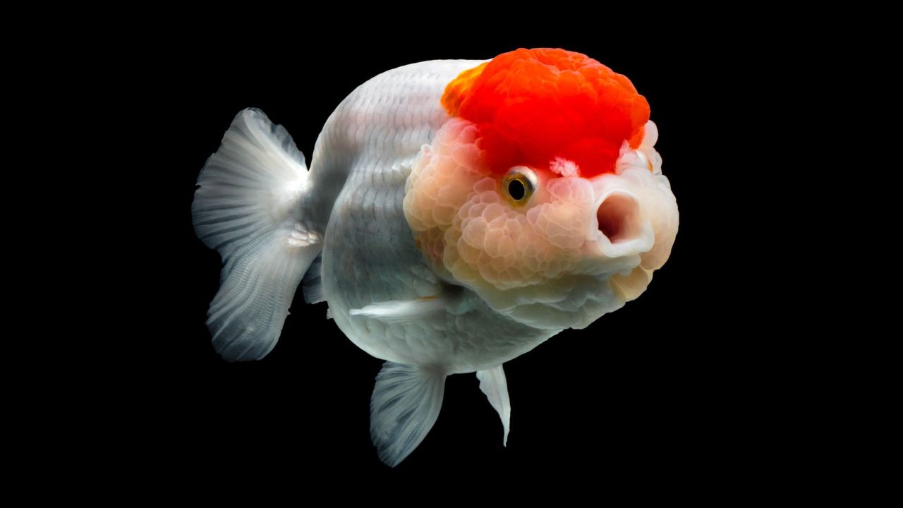 ماهی قرمز