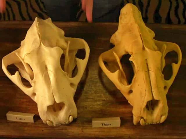 26 skull liontiger