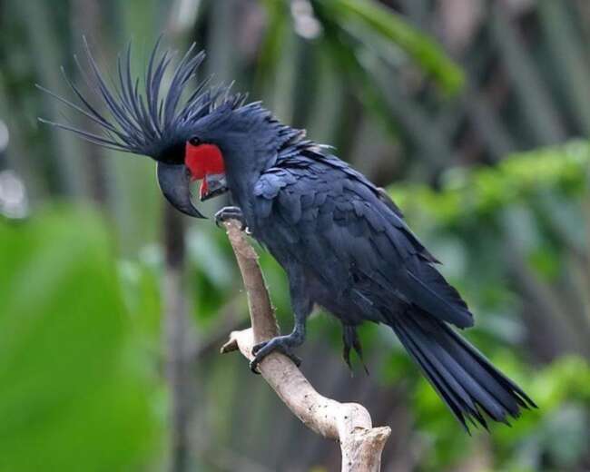 آواز خواندن و نواختن طوطی نخلی باهوش ترین پرنده دنیا
