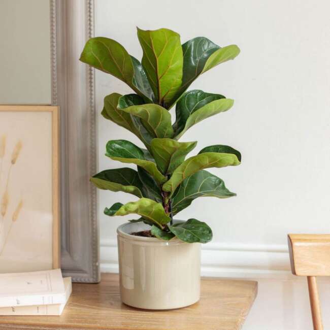 گیاهان مناسب دکوراسیون داخلی آپارتمان