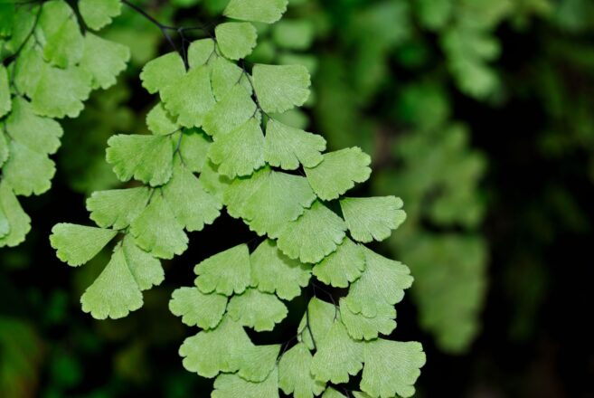 آشنایی با گیاه پرسیاوشان و خواص زیاد آن 2 پرسیاوشان