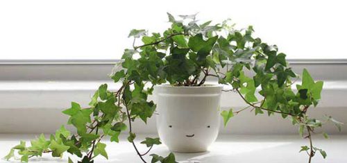 11 گیاهان آپارتمانی سمی برای کودکان و حیوانات 13 گیاهان آپارتمانی سمی