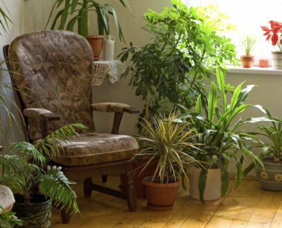 شرایط نگهداری گیاهان آپارتمانی