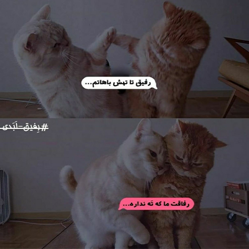 رفیق16