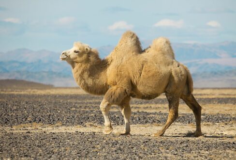 1 1 2 camel2
