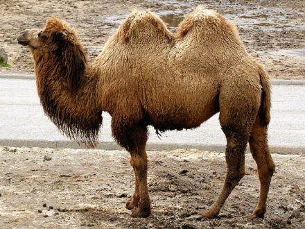 1 1 6 camel