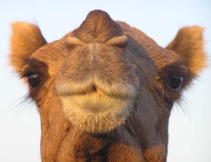 1 1 8 camel face
