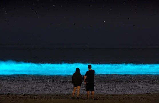 بهترین تصاویر علمی سال 2020 امواج Bioluminescent در کالیفرنیا می‌درخشند.