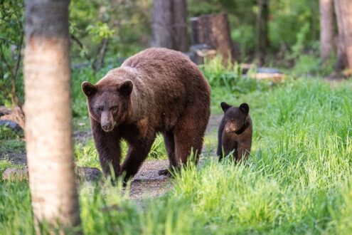 آموزش نحوه مواجه شدن با خرس در طالقان