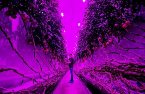 بهترین تصاویر علمی سال 2020 درخشش کشاورژی گلخانه‌ای با تکنولوژی بالا در هلند