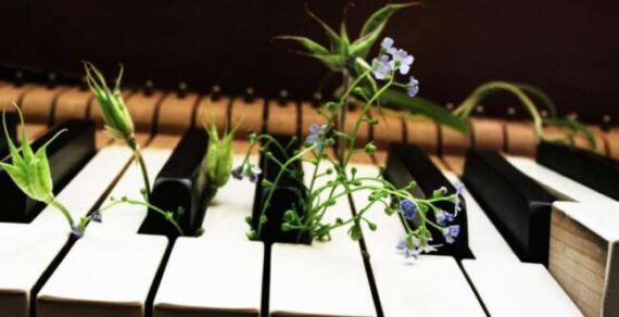 تاثیر موسیقی بر رشد گیاهان