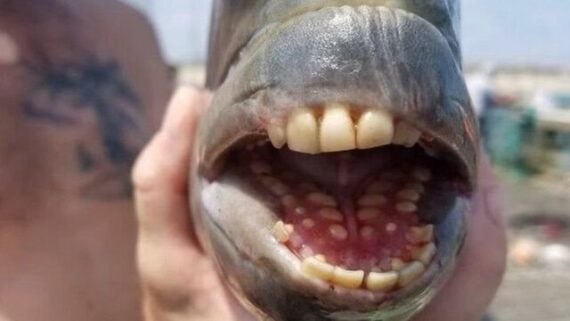 صید ماهی کمیاب با دندان‌ های شبیه انسان