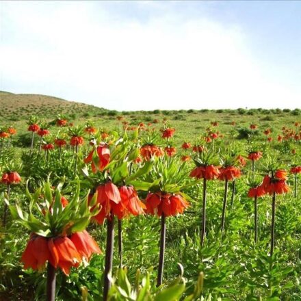 معرفی دشت راق یاسوج 6 دشت راق
