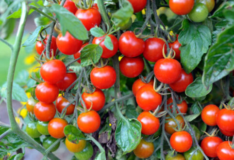 کاشت گوجه فرنگی در گلدان / کاشت گوجه فرنگی