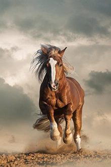 عکس اسب زیبا