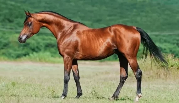عکس اسب زیبا