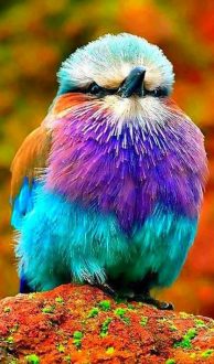 پرنده زیبا