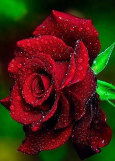 Photo of a red rose 8