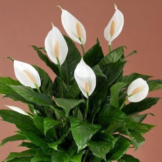 اسپاتی فیلوم / گیاه صلح / تکثیر اسپاتی فیلوم / روش نگهداری گل اسپاتی فیلوم