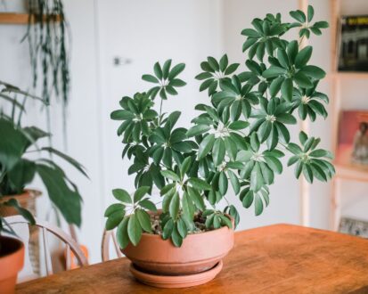 گیاهان آپارتمانی مقاوم به نور کم 
