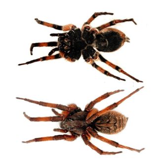 کشف ۶ گونه جدید عنکبوت در ایران