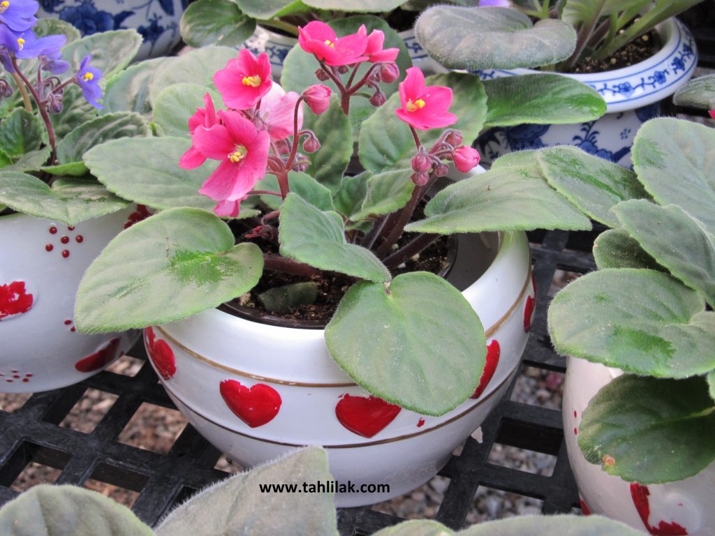 African violet 1