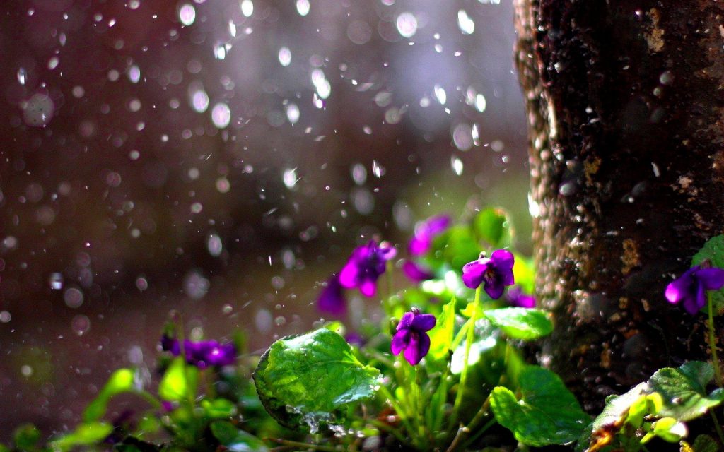 بهار آمد بهار ‌آمد خوش آمد / شعر بهار از منظر شهریار