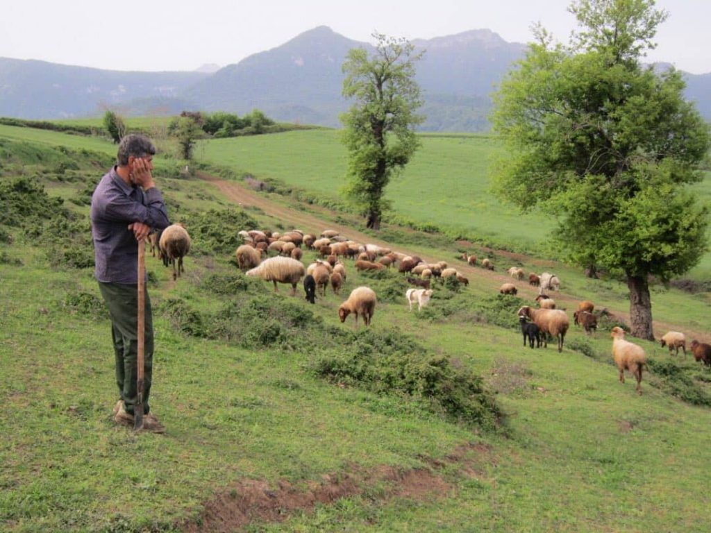 شیوانا